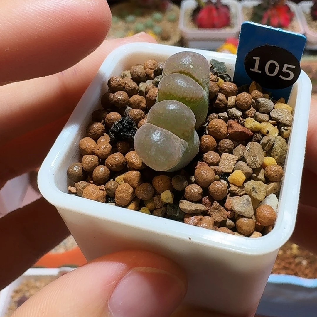 多肉植物福利风铃105