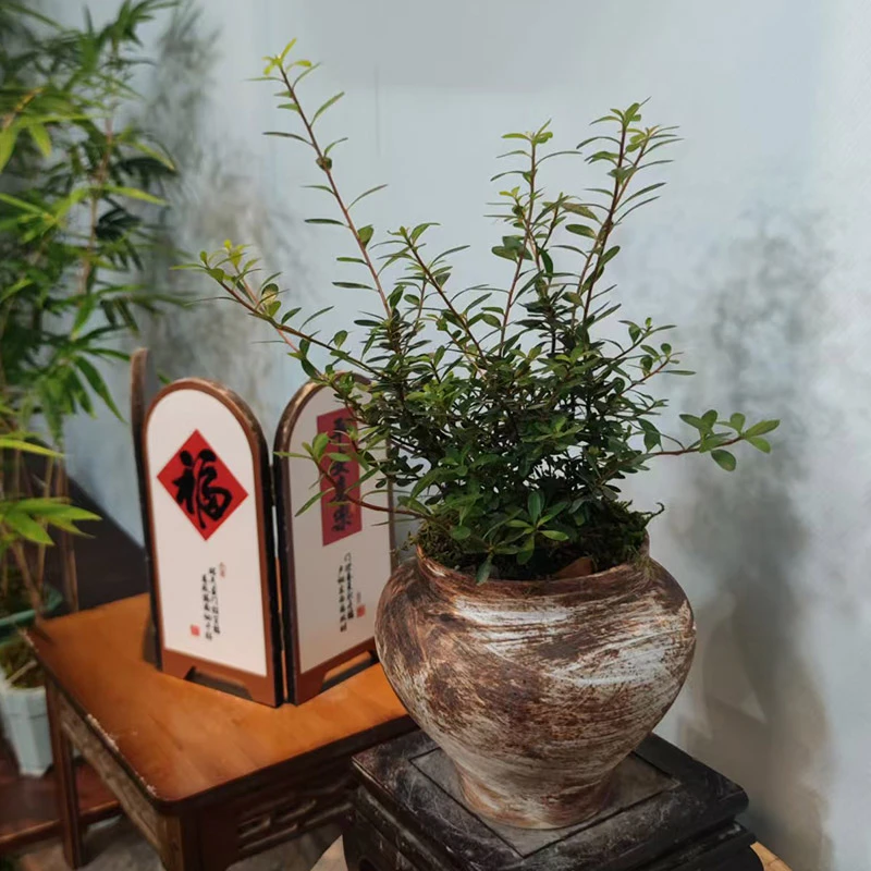 小叶杜鹃桃金娘绿植盆景室内室外都可以养护的绿植盆景个性艺术