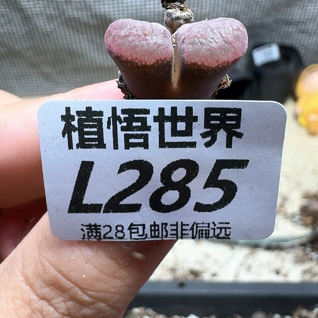多肉植物的润泽nnm