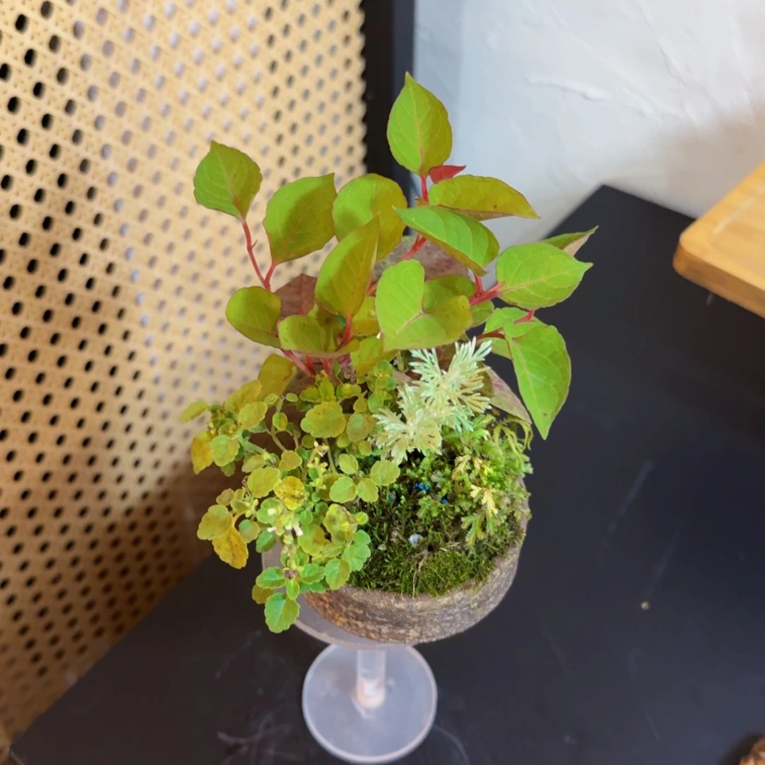 无花朵山野草手作盆特价