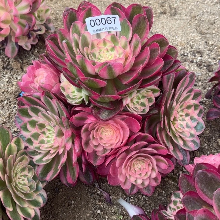 00067倾城多肉植物