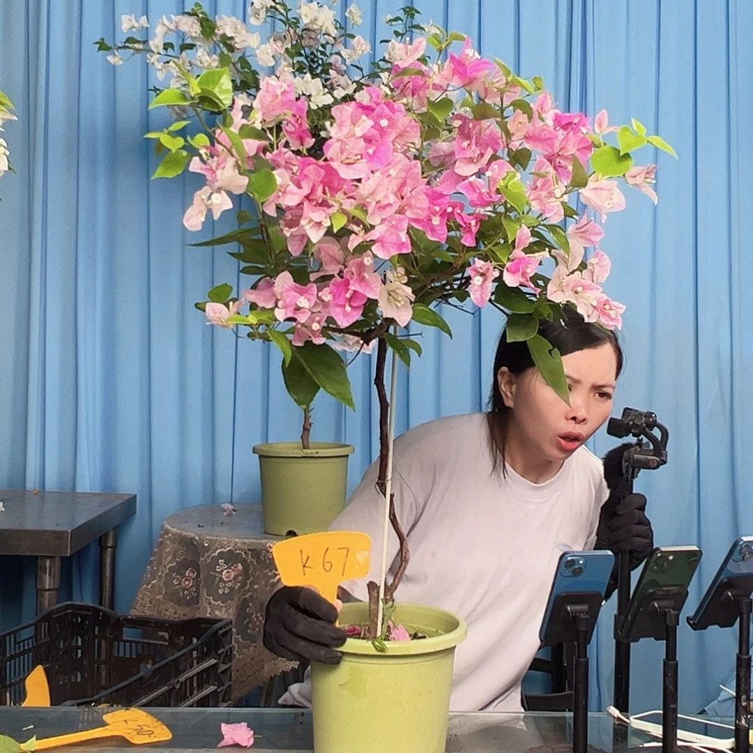 雨***后大部分开放少量花苞K67漳红樱