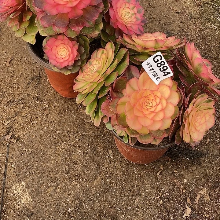 多肉植物套餐894。895