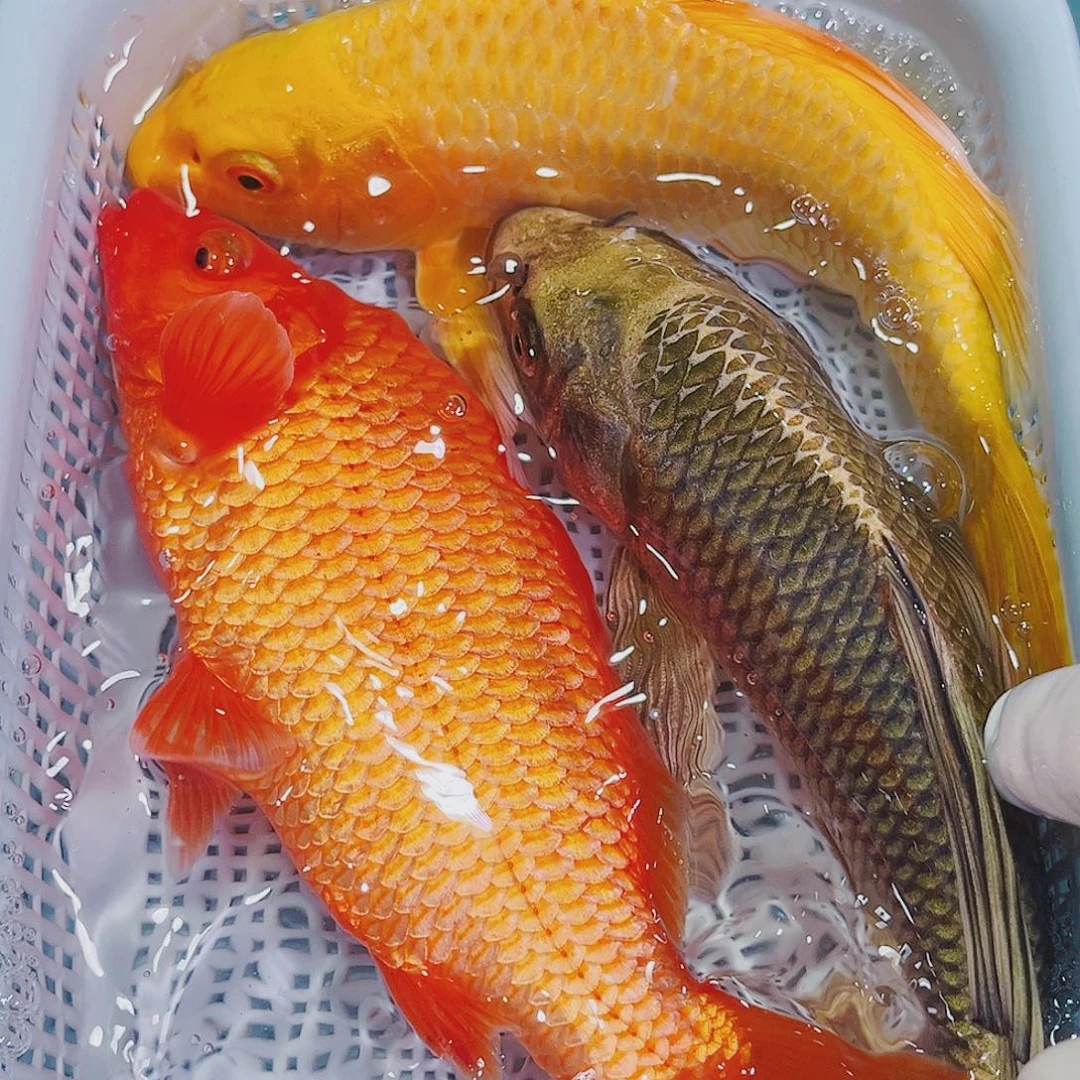 锦鲤锦鲤冷水鱼观赏