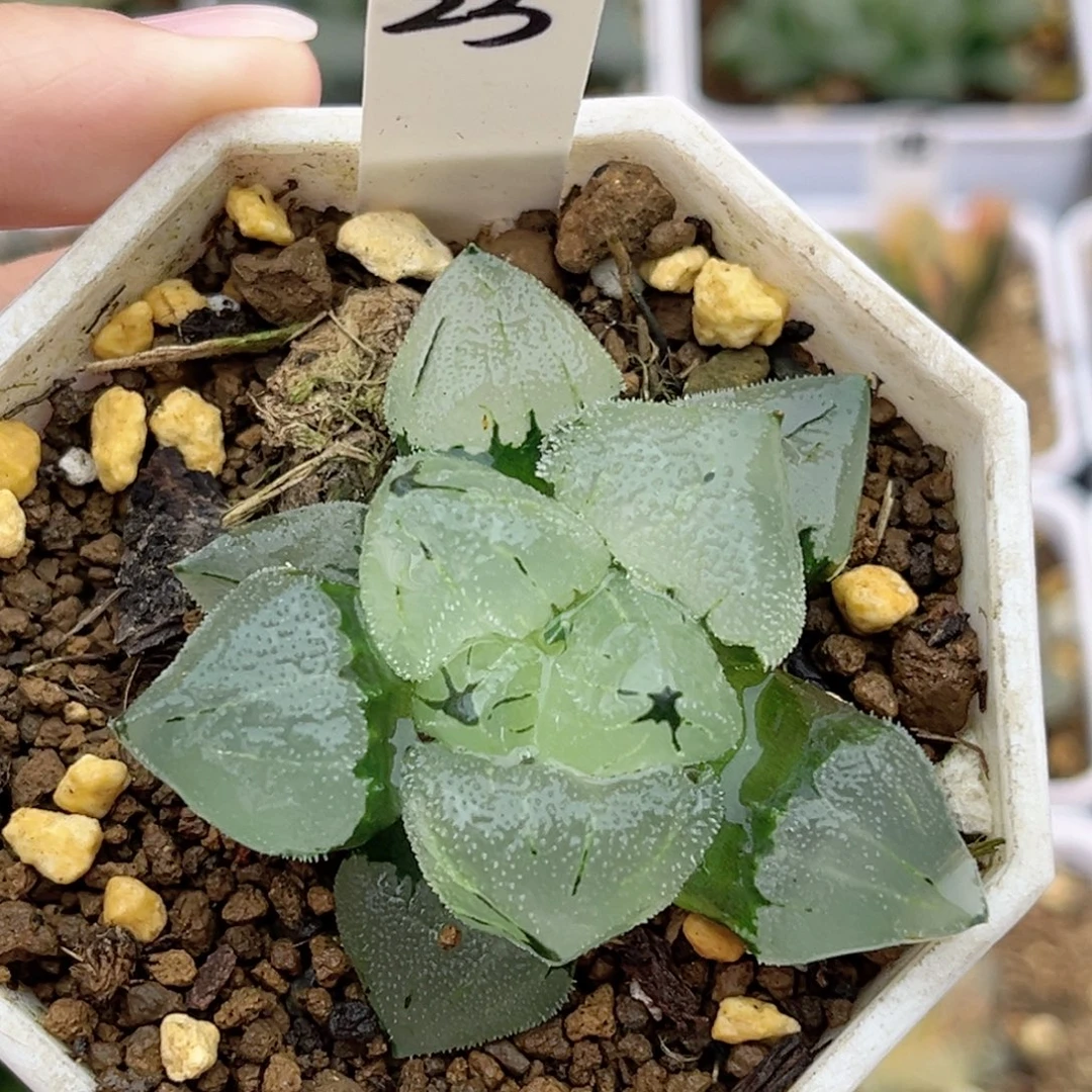 23初代冰鸾玉福利专场