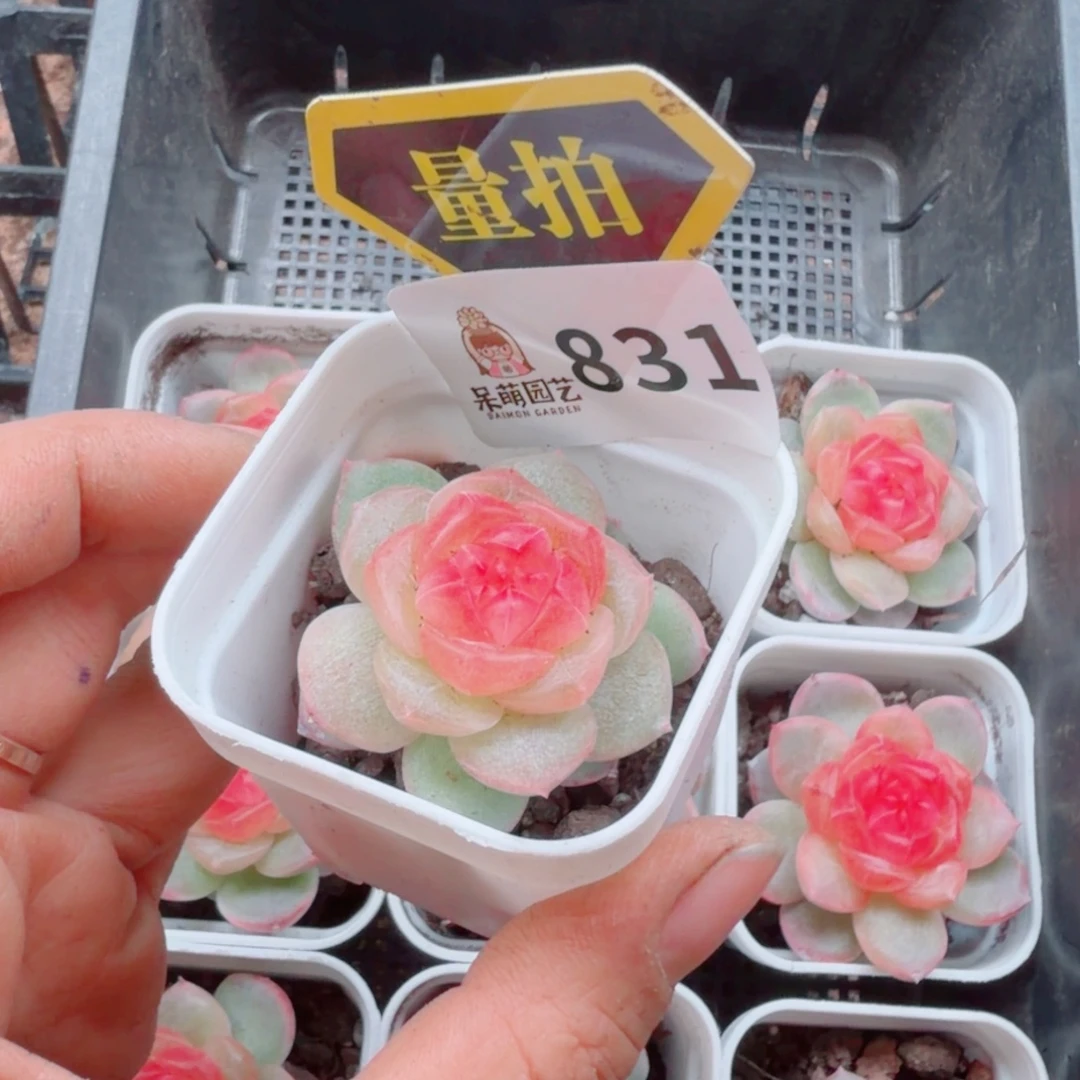 多肉植物多肉植物