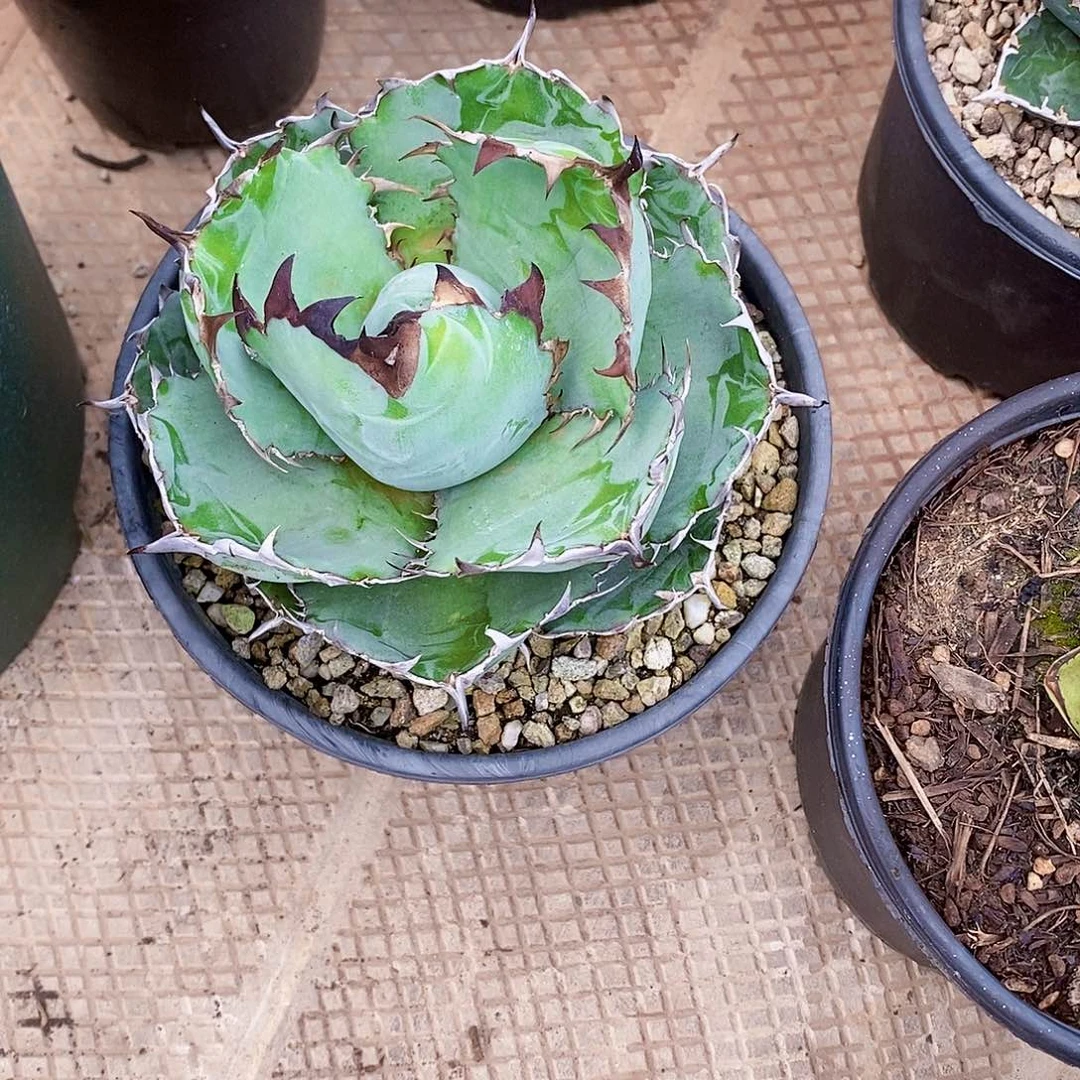 多肉植物龙蛇兰植物