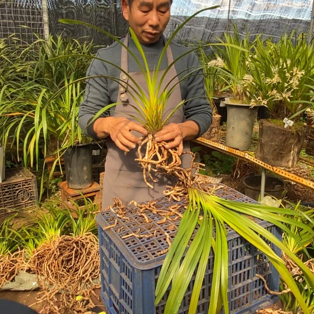 完全开放1独占春大雪兰