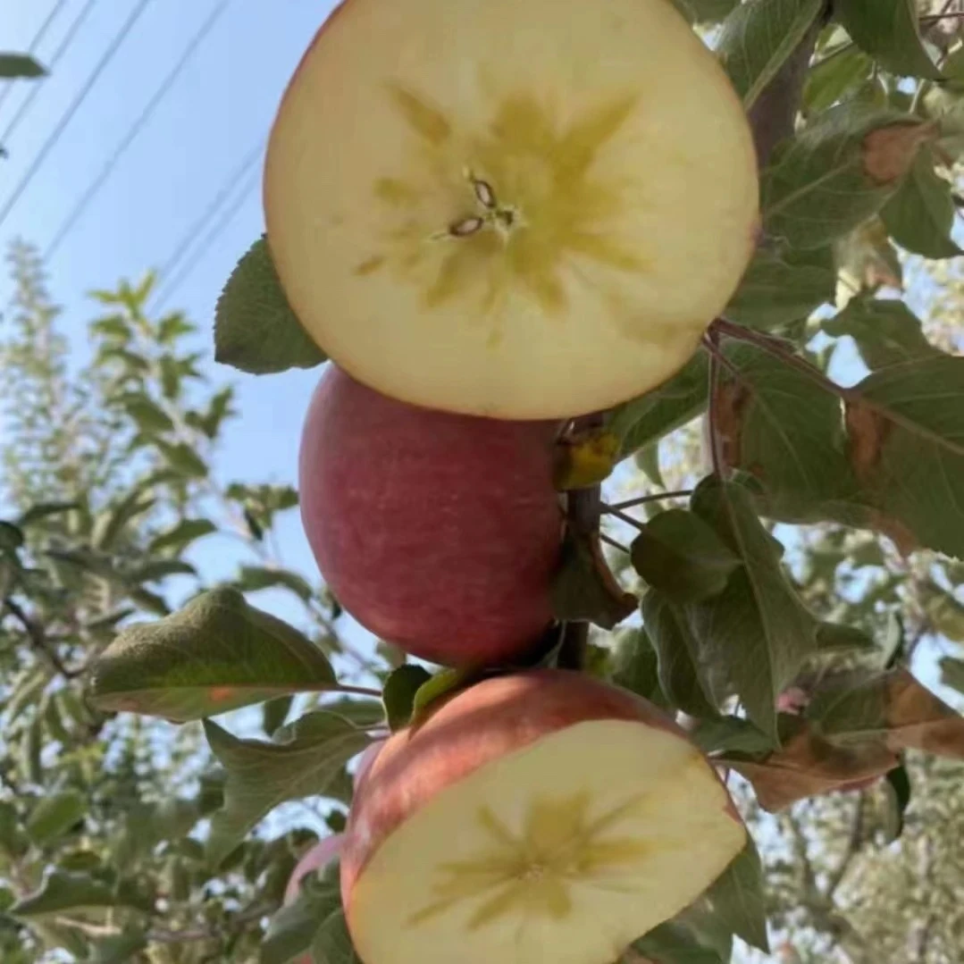 【小渝妈妈家苹果】脆甜冰糖心红富士苹果