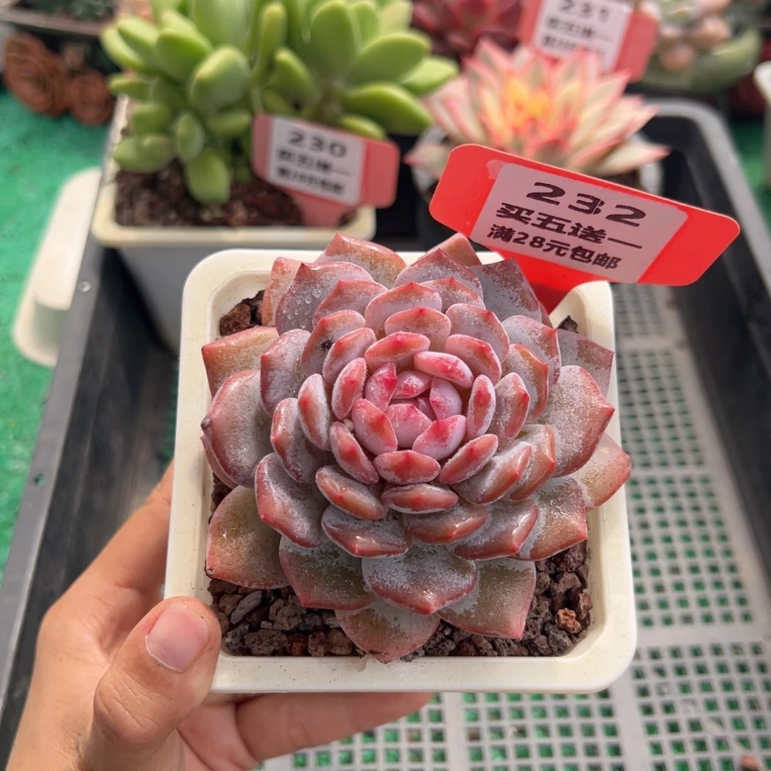 表妹精品多肉植物232.