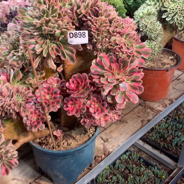 898粉女巫缀多肉法师