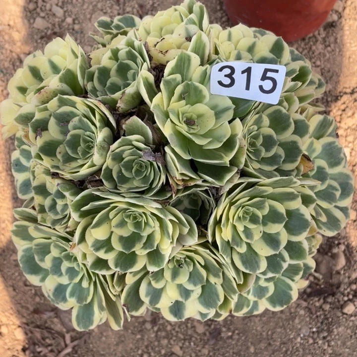 怡***妈无花朵315多肉植物迈巴赫