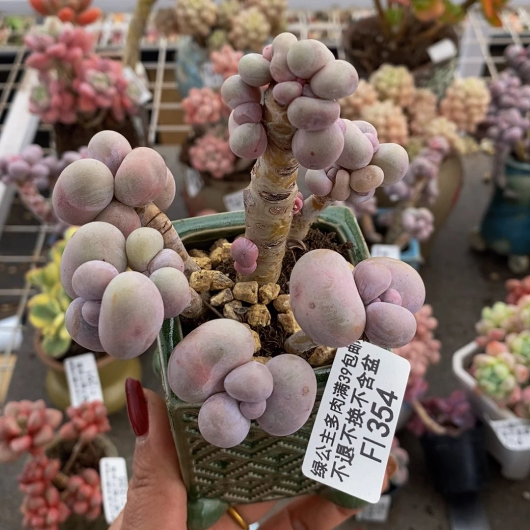 芭比奶酪364/9c m