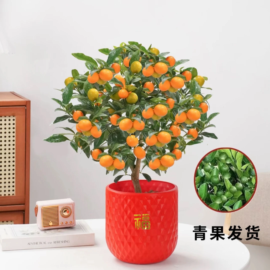 【带青果发货】四季橘盆栽植物脆皮发货好养室内盆景种植阳台南