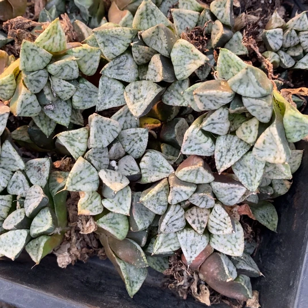 2915 一颗大潘多拉魔盒 挑大的发货 元旦福利