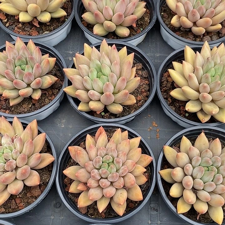 单头红蜻蜓福利多多