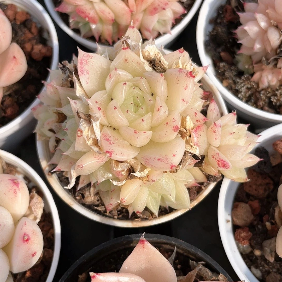 木*优选麦秆福利8310