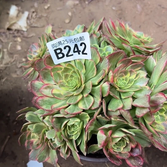 鲜****家多肉植物一个