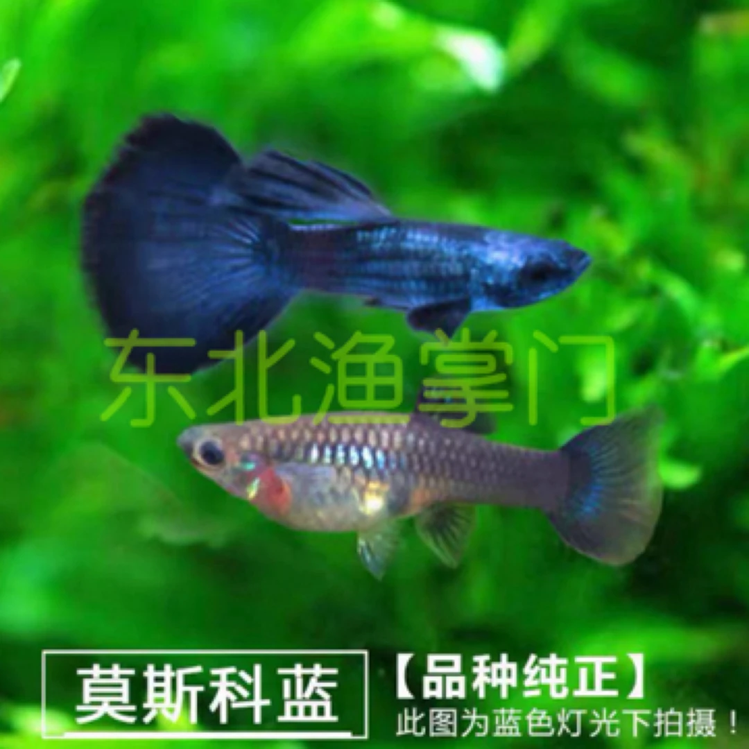 直播间福利精品孔雀鱼大尾基因莫斯科冰蓝套餐(入缸后不包损)