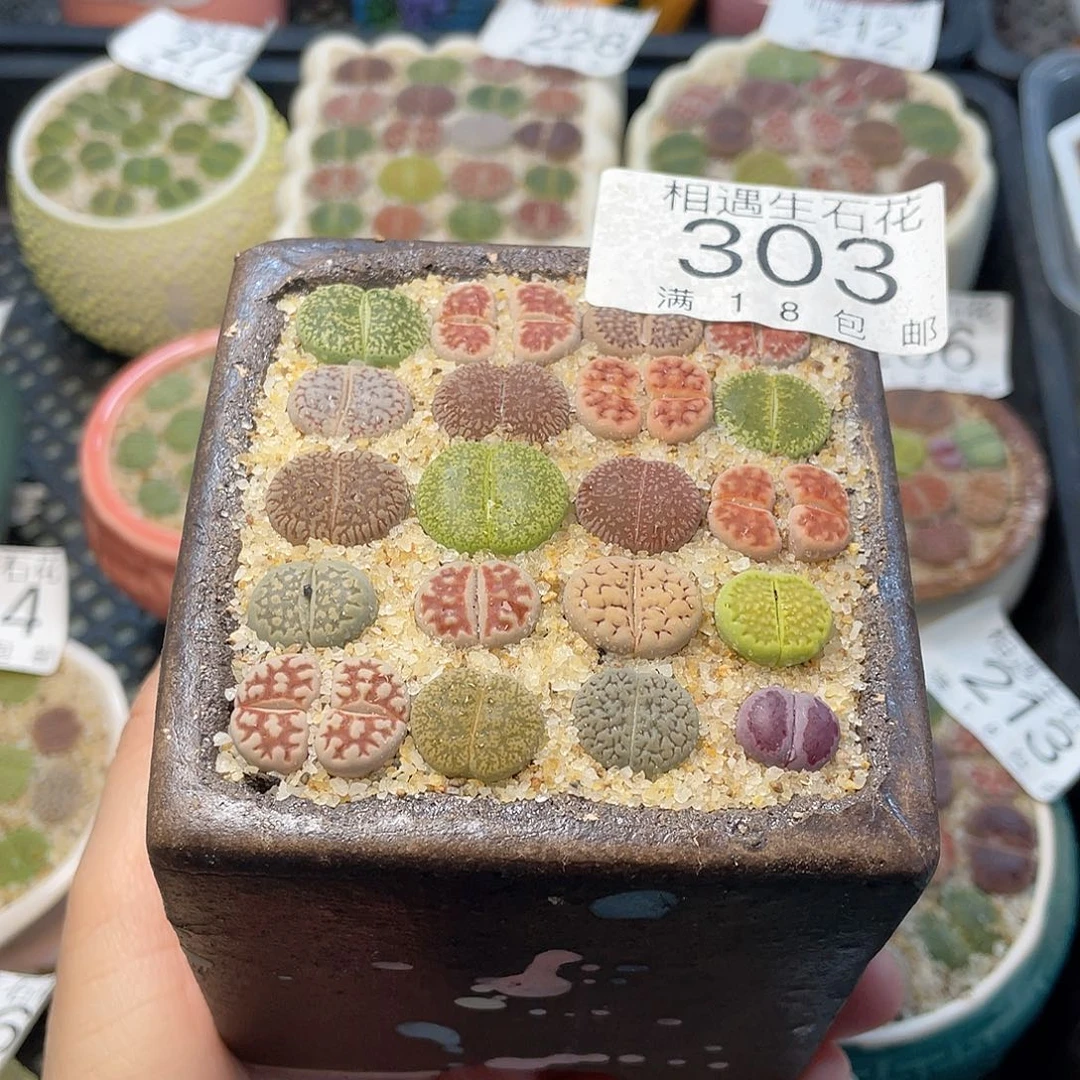 相遇开播福利303