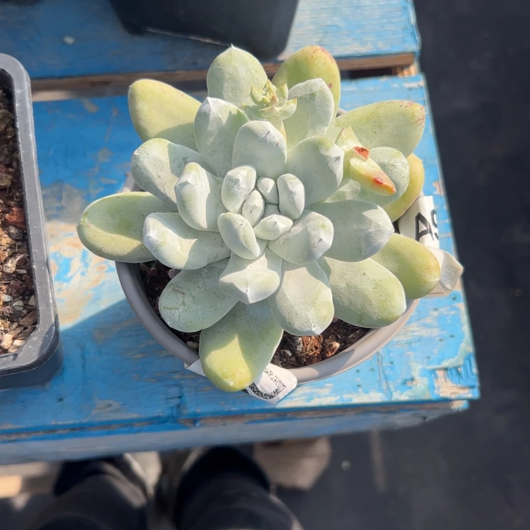 拇指仙女杯…～一物一拍907