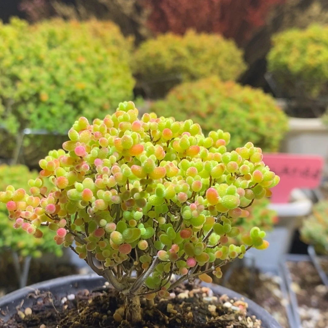 蜜桔枝干番杏713