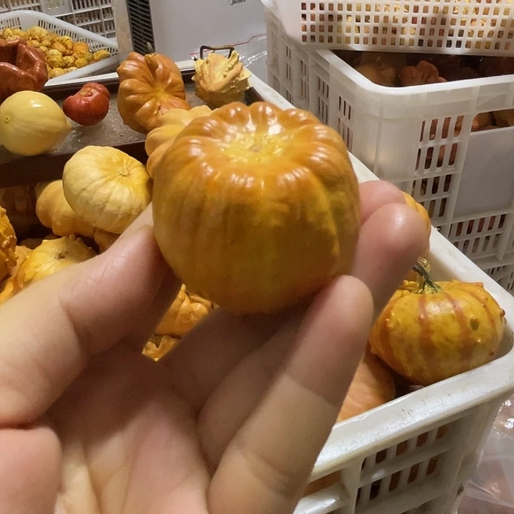 ****]特价葫芦不退不换