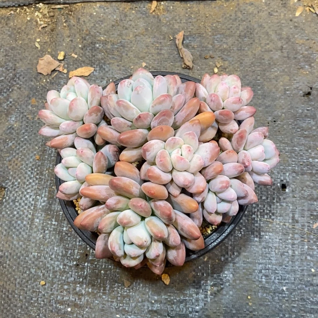 多肉自然群香水，1234567891