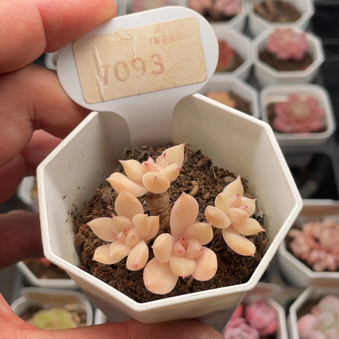 多肉璀璨7093-5.0厘米