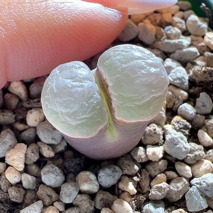 169。紫体白窗磁铁。