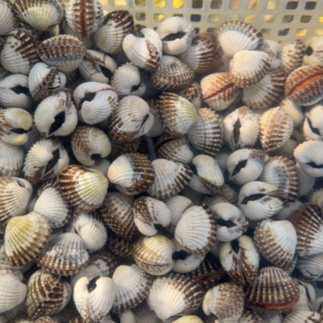 新鲜雪蛤（38一斤）