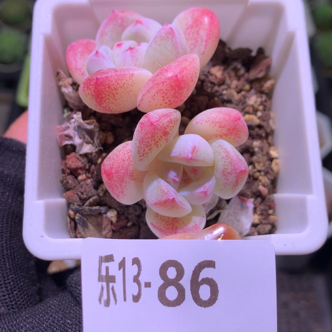 乐然13-86 冰玉双头