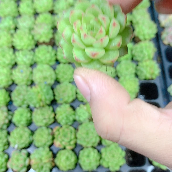 绿体麦秆优选 多肉植物