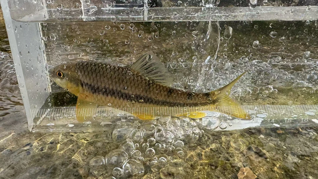 湖南高山黄腹溪石斑原生态活体冷水观赏鱼好养耐活溪流鱼鱼观赏鱼