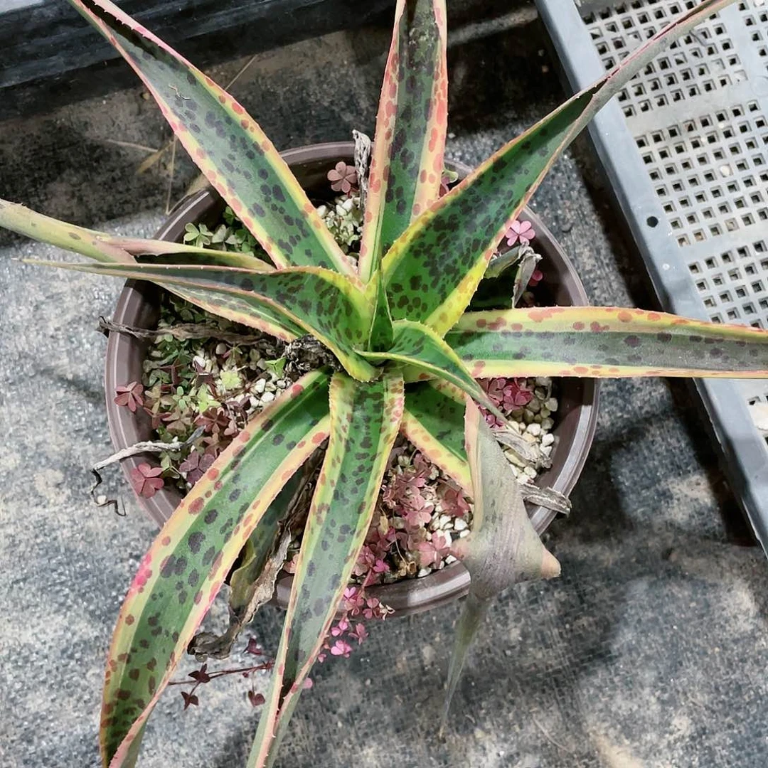 万花筒小颗龙舌兰包邮