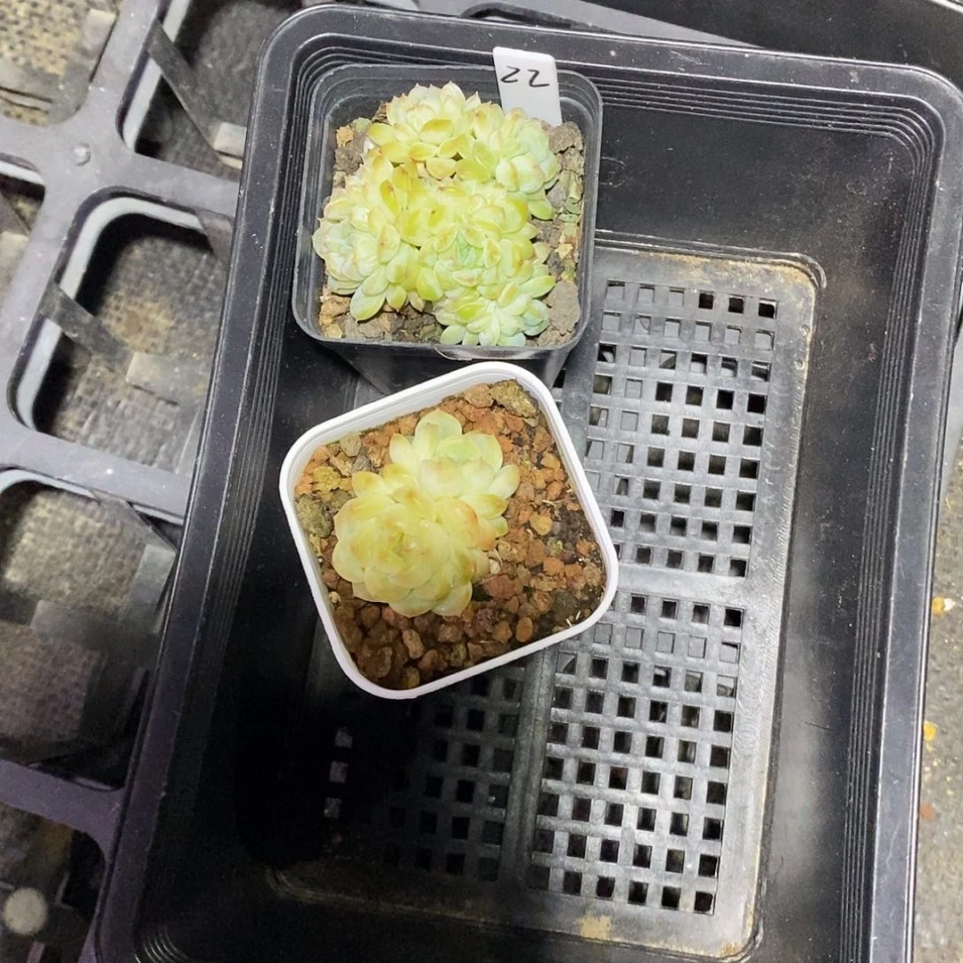 浅***夕22号两颗多肉植物哈哈哈