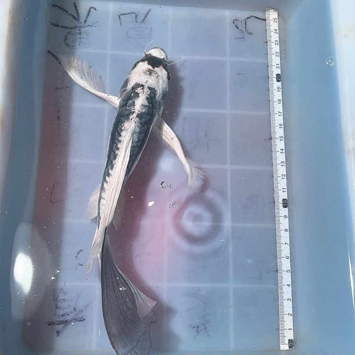 蝴蝶鲤鱼渔场直发116