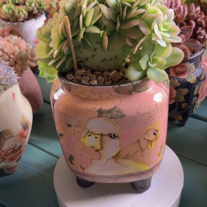 星那塔自然无砍老桩
