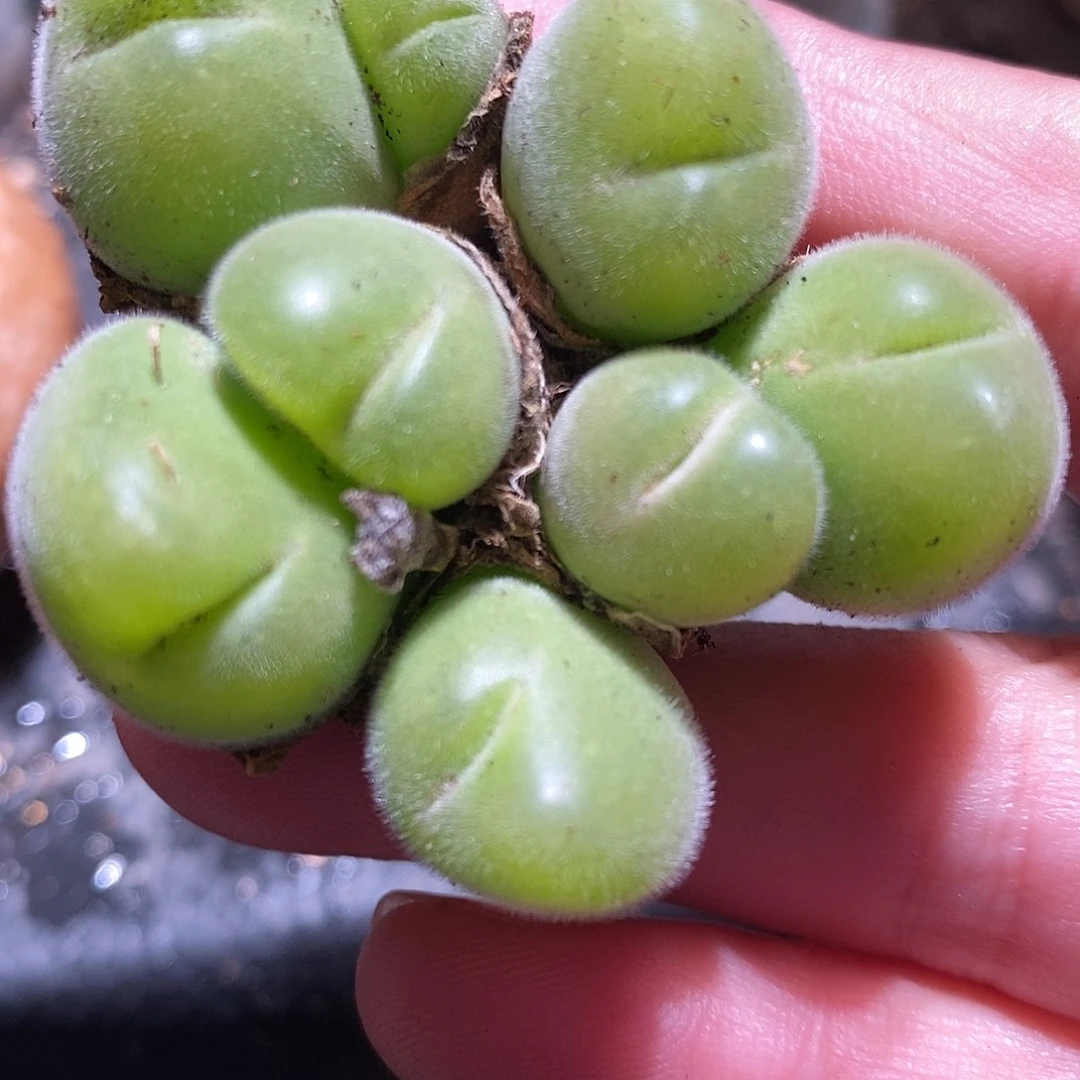 1416长毛毛翠滴1颗。