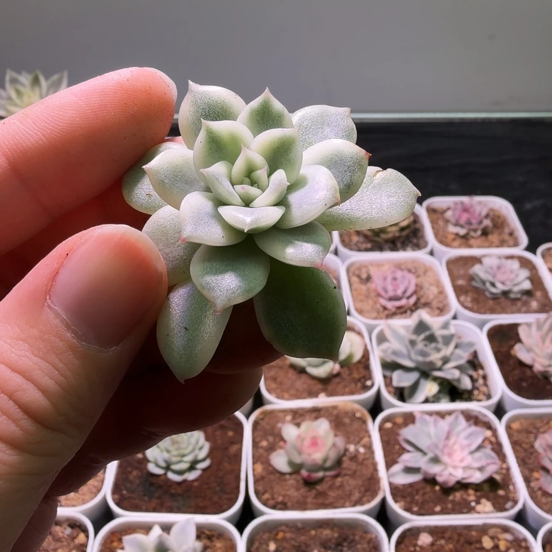 粉爱丽卡锦植物一物一拍