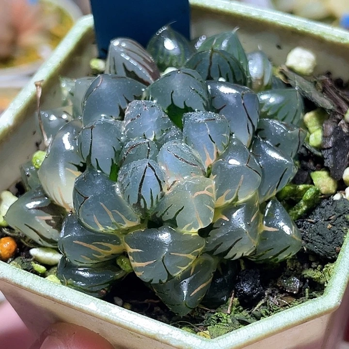 565双头水中月锦特选福利