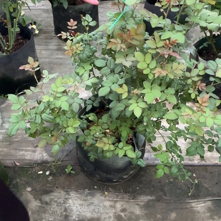 完全开放精品月季花颜色
