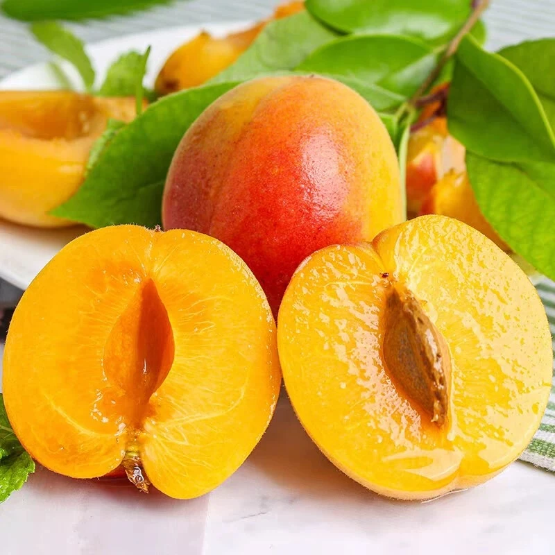 【现摘现发】陕西胭脂贵妃红杏新鲜采摘产地直发香甜可口应季鲜果