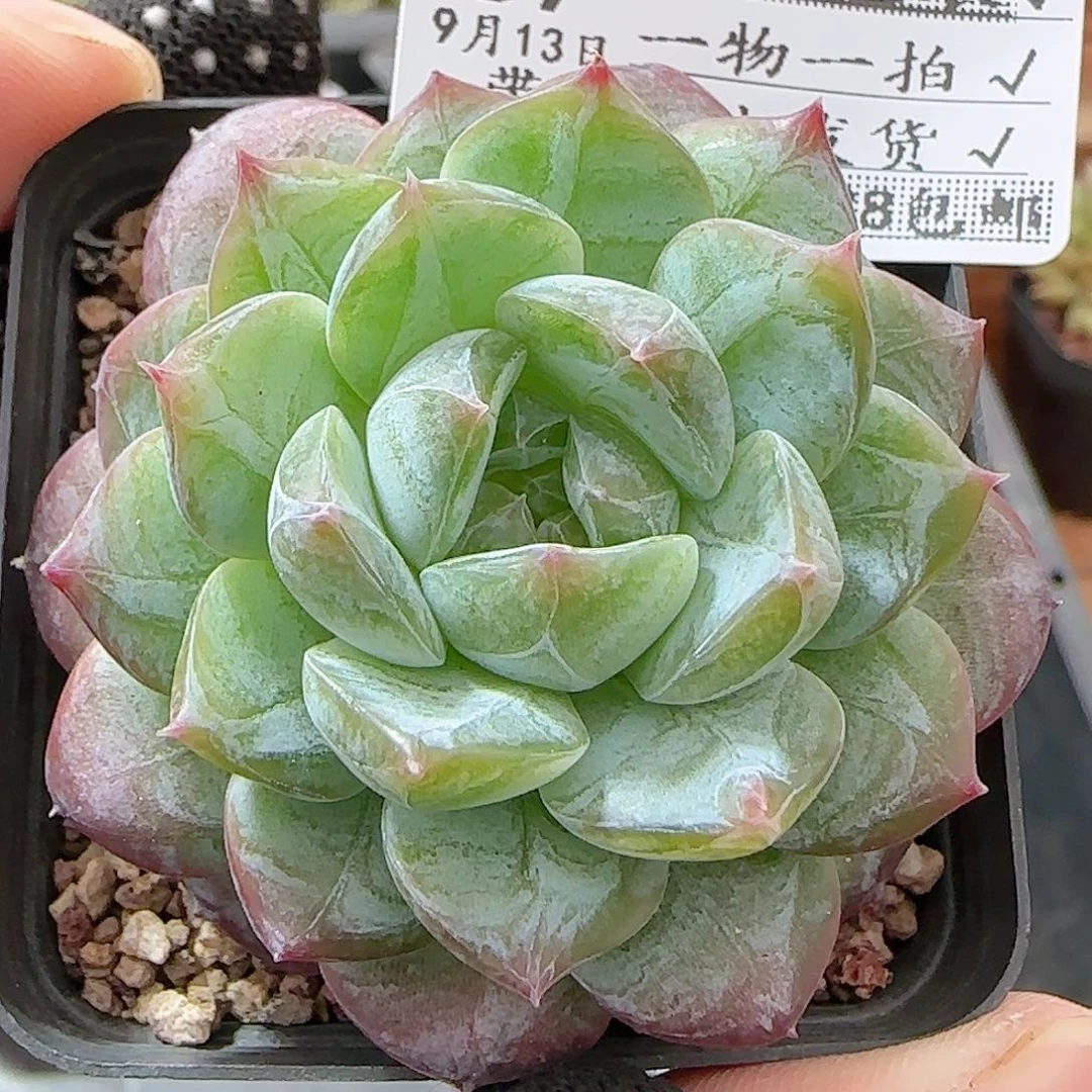 多肉0913-89福利福利