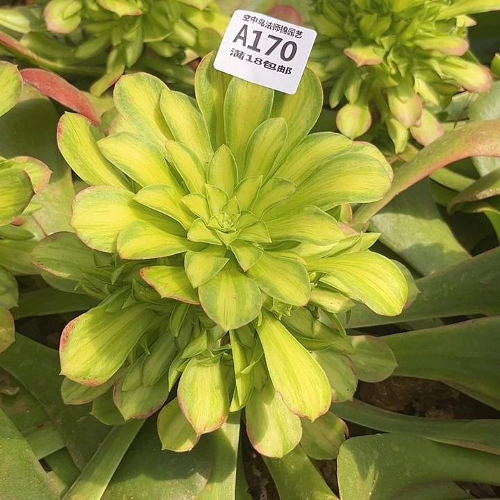 流*170粉体绍华多肉植物