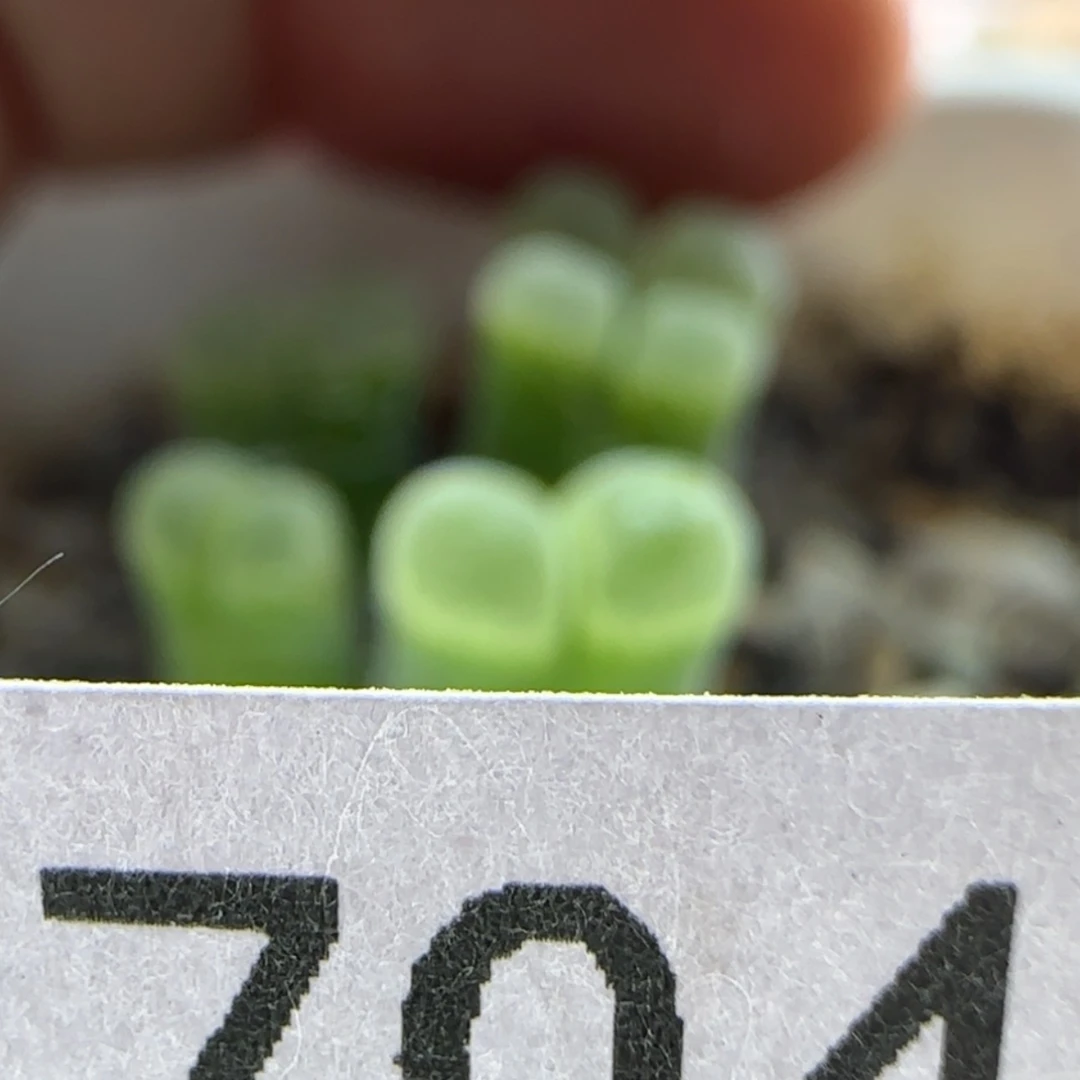 【闪购商品】阿*12704