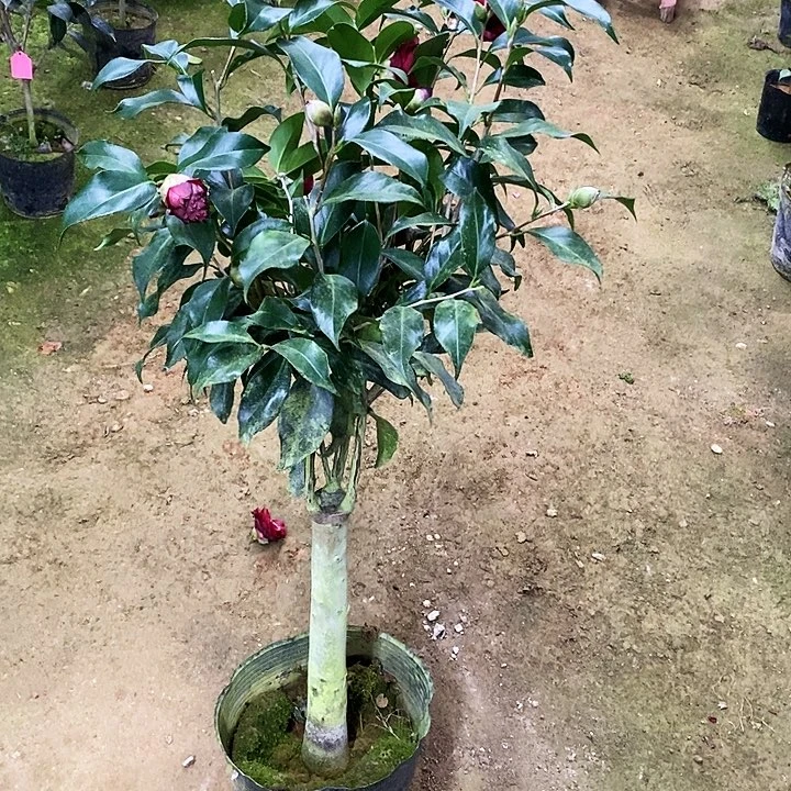 黑龙。