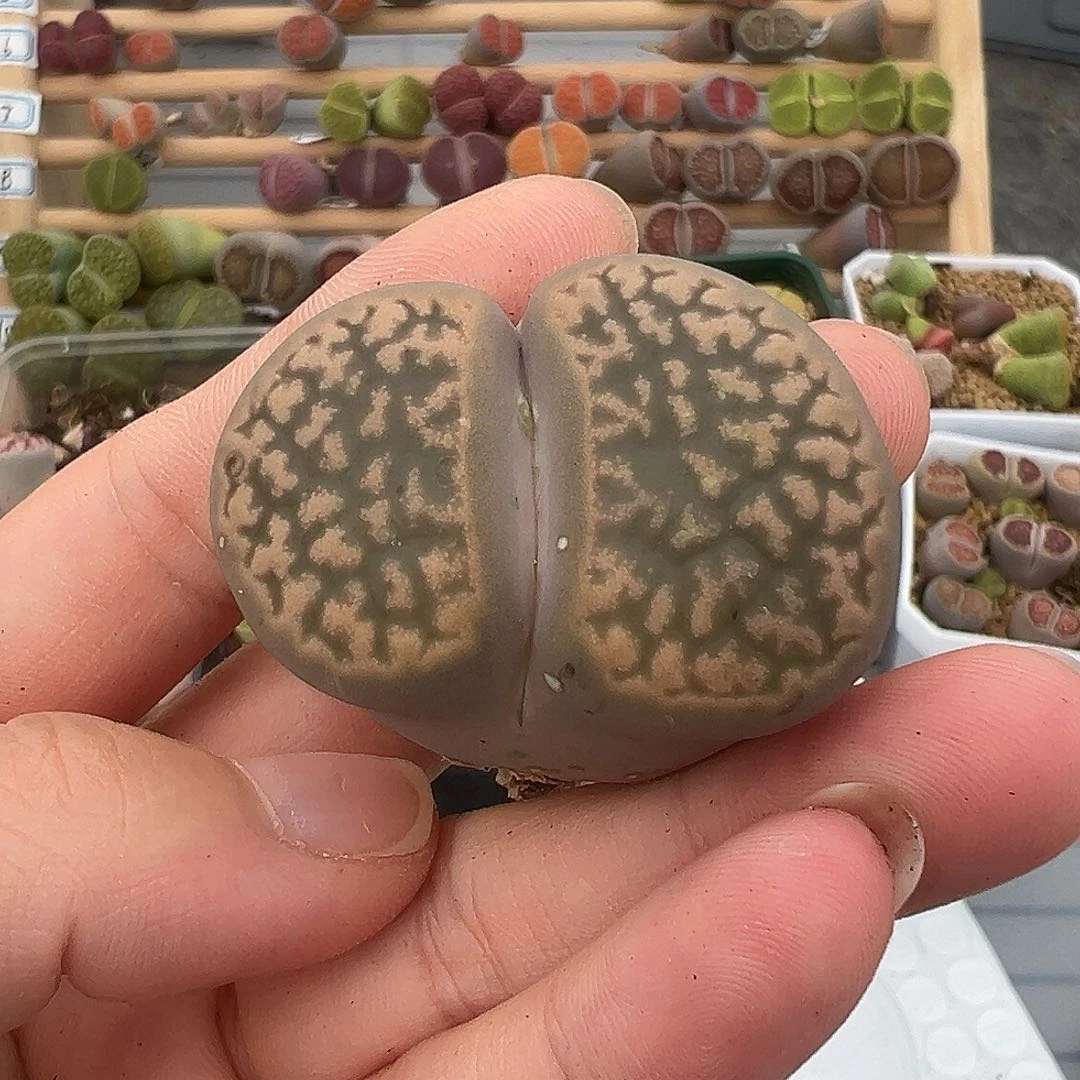23973模特福利日轮