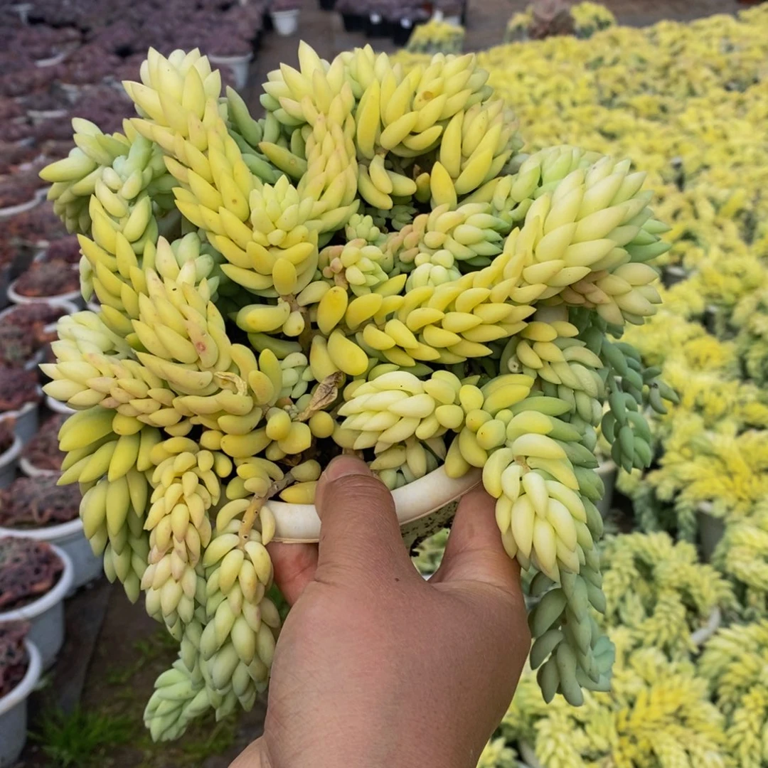 象牙玉缀大盆带盆土