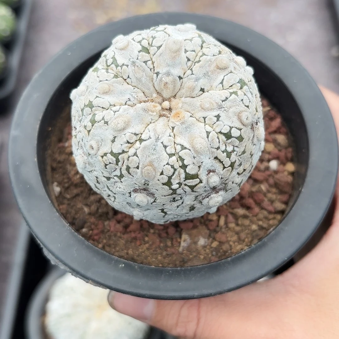 竞拍，脱土发货，一物一拍